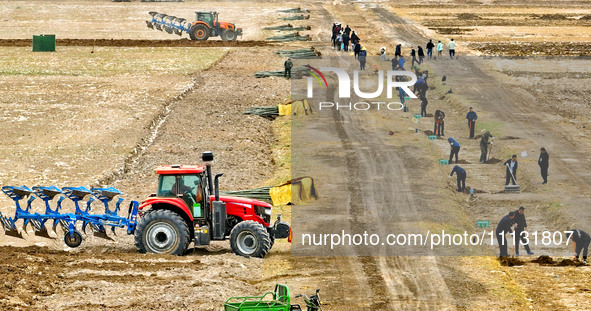 Volunteers are planting trees in Zhangye, Gansu Province, China, on April 9, 2024. 