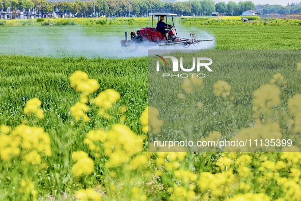 A farmer is driving a plant protection machine to control wheat scab in Sanlian village, Jinxi town, Kunshan City, China, on April 10, 2024....