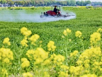 A farmer is driving a plant protection machine to control wheat scab in Sanlian village, Jinxi town, Kunshan City, China, on April 10, 2024....