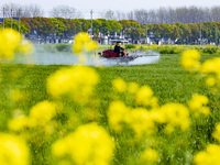 A farmer is driving a plant protection machine to control wheat scab in Sanlian village, Jinxi town, Kunshan City, China, on April 10, 2024....