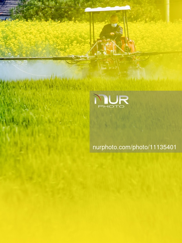 A farmer is driving a plant protection machine to control wheat scab in Sanlian village, Jinxi town, Kunshan City, China, on April 10, 2024....