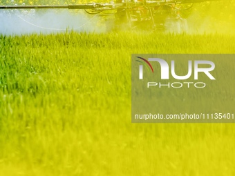 A farmer is driving a plant protection machine to control wheat scab in Sanlian village, Jinxi town, Kunshan City, China, on April 10, 2024....