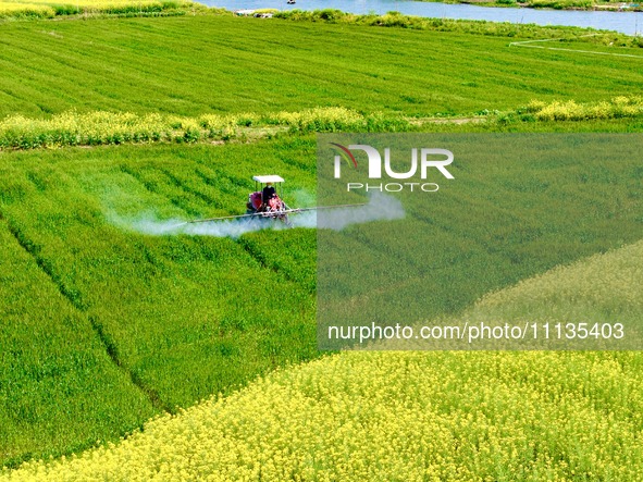 A farmer is driving a plant protection machine to control wheat scab in Sanlian village, Jinxi town, Kunshan City, China, on April 10, 2024....