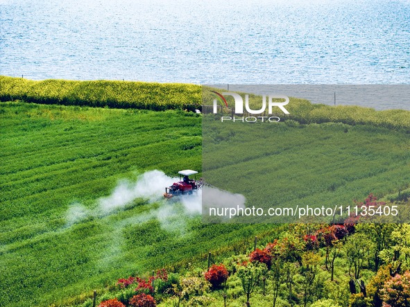 A farmer is driving a plant protection machine to control wheat scab in Sanlian village, Jinxi town, Kunshan City, China, on April 10, 2024....