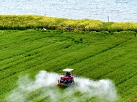 A farmer is driving a plant protection machine to control wheat scab in Sanlian village, Jinxi town, Kunshan City, China, on April 10, 2024....