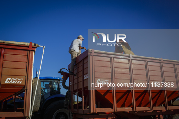 A farmer is checking the unloading of soybeans onto a grain trailer. 