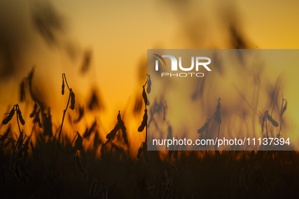 A soybean field is being harvested at dusk. 