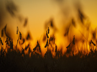 A soybean field is being harvested at dusk. (