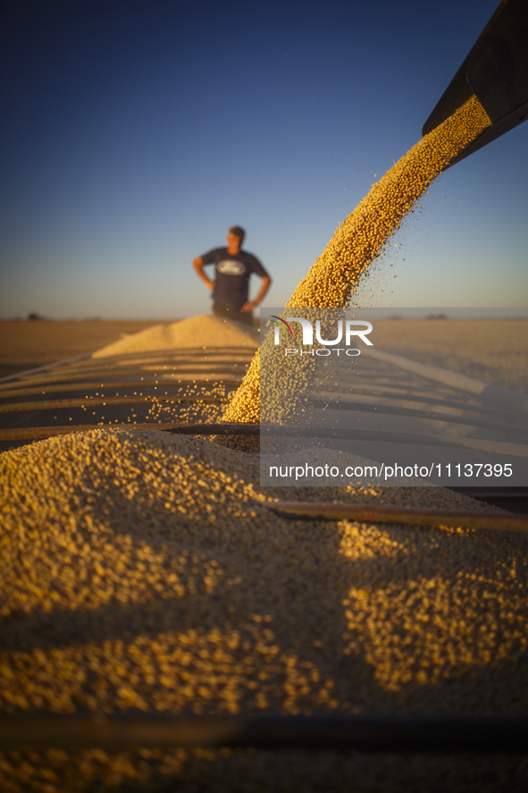 A farmer is monitoring the soybeans as they fill a grain trailer. 