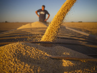 A farmer is monitoring the soybeans as they fill a grain trailer. (