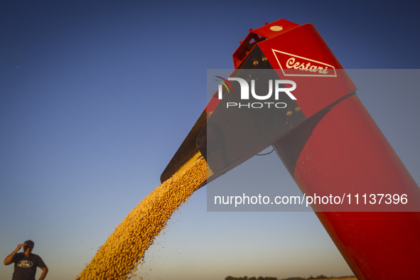 A farmer is monitoring the soybeans as they fill a grain trailer. 