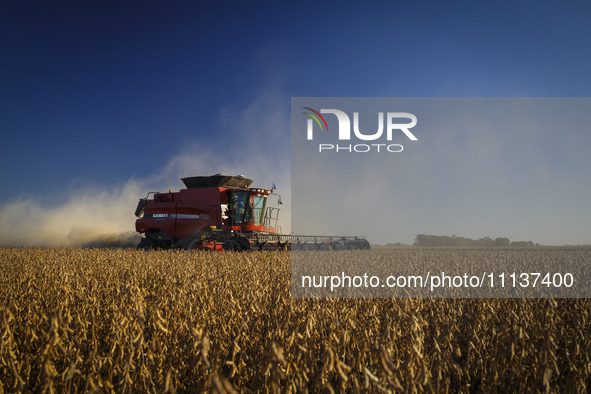 A combine harvester is harvesting a soybean field. 