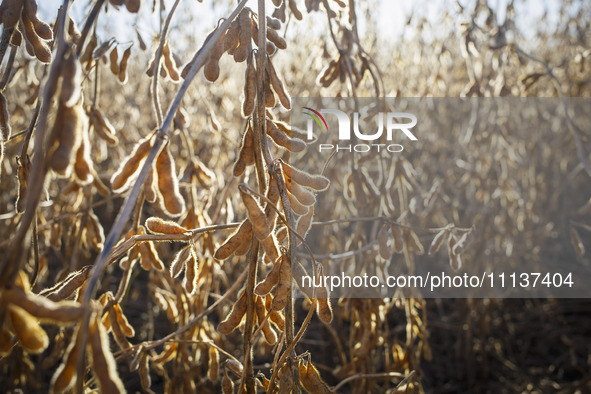 Soybeans are ready for harvesting. 