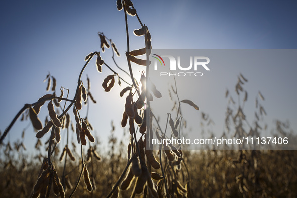 Soybeans are ready for harvest. 