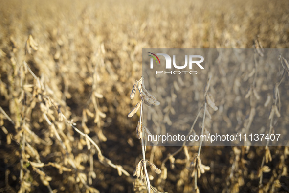 Soybeans are ready for harvest. 