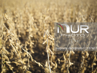 Soybeans are ready for harvest. (