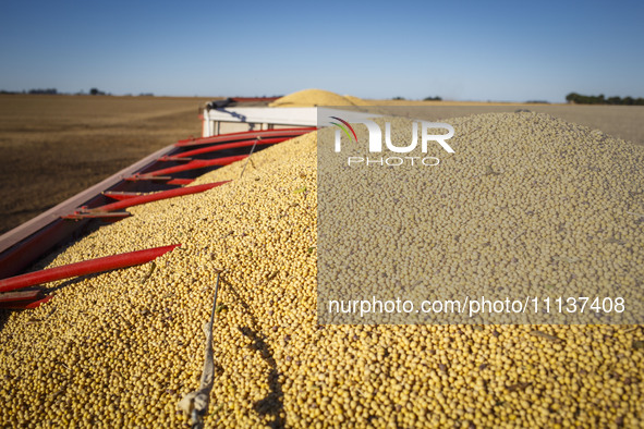 A soybean is inside a fully loaded grain trailer, ready for transport. 