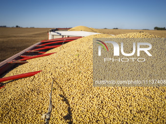 A soybean is inside a fully loaded grain trailer, ready for transport. (