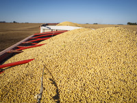 A soybean is inside a fully loaded grain trailer, ready for transport. (