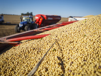 A tractor is passing by a fully loaded grain trailer after unloading soybeans. (