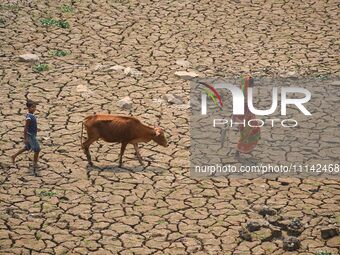 A woman is crossing a dried-up lake with a cow in Boklung near Kathiatoli, Nagaon District, Assam, India, on April 13, 2024. (