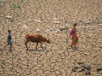 A woman is crossing a dried-up lake with a cow in Boklung near Kathiatoli, Nagaon District, Assam, India, on April 13, 2024. (