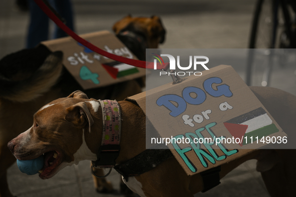 EDMONTON, CANADA - APRIL 14:
Two dog with placards 'Dog for a Free Palestine' seen as members of the Palestinian diaspora supported by local...