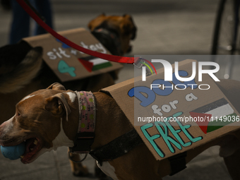 EDMONTON, CANADA - APRIL 14:
Two dog with placards 'Dog for a Free Palestine' seen as members of the Palestinian diaspora supported by local...