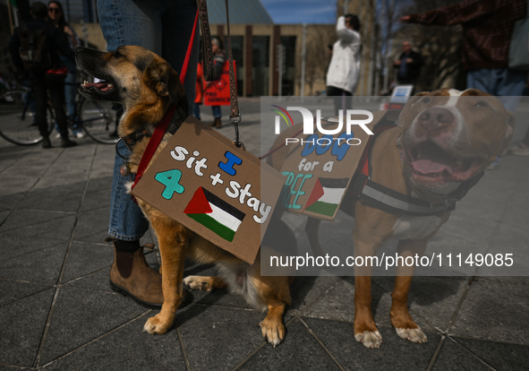 EDMONTON, CANADA - APRIL 14:
Two dog with placards 'Dog for a Free Palestine' seen as members of the Palestinian diaspora supported by local...