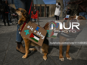 EDMONTON, CANADA - APRIL 14:
Two dog with placards 'Dog for a Free Palestine' seen as members of the Palestinian diaspora supported by local...