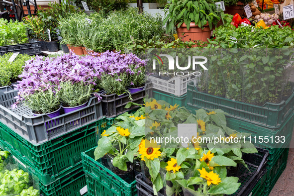 Plantules of herbs are seen on a stand on Old Kleparz Market in Old Town of Krakow as spring gardening season started in Poland on April 17,...