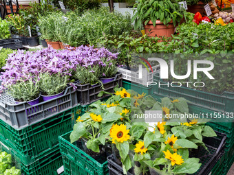 Plantules of herbs are seen on a stand on Old Kleparz Market in Old Town of Krakow as spring gardening season started in Poland on April 17,...