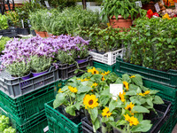 Plantules of herbs are seen on a stand on Old Kleparz Market in Old Town of Krakow as spring gardening season started in Poland on April 17,...