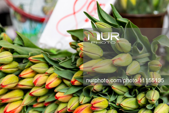 Tulips are seen on market stands on Old Kleparz Market in Old Town of Krakow as spring gardening season started in Poland on April 17, 2024....