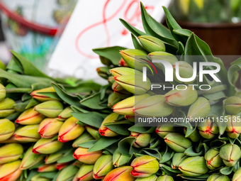 Tulips are seen on market stands on Old Kleparz Market in Old Town of Krakow as spring gardening season started in Poland on April 17, 2024....