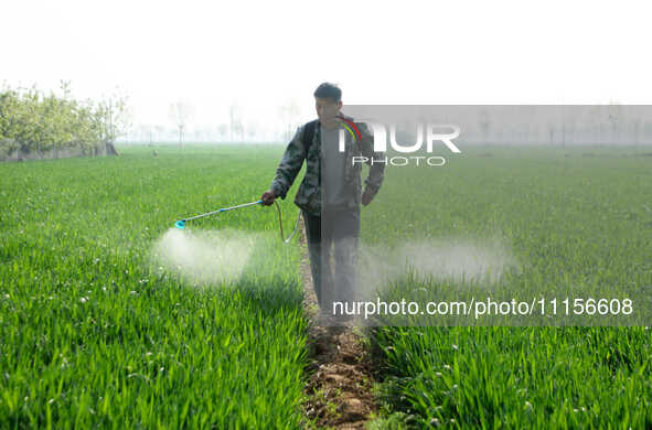 A farmer is spraying pesticide on wheat in Binzhou, China, on April 18, 2024. 