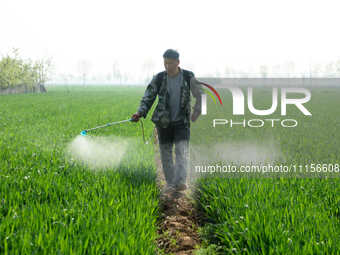 A farmer is spraying pesticide on wheat in Binzhou, China, on April 18, 2024. (