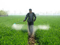 A farmer is spraying pesticide on wheat in Binzhou, China, on April 18, 2024. (