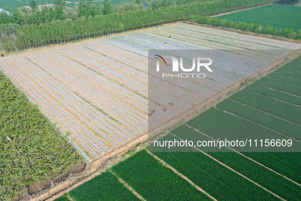 Farmers are managing watermelon seedlings in a field in Binzhou, China, on April 18, 2024. 