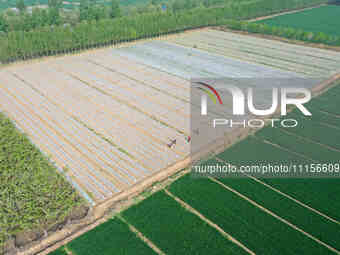 Farmers are managing watermelon seedlings in a field in Binzhou, China, on April 18, 2024. (