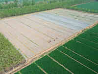 Farmers are managing watermelon seedlings in a field in Binzhou, China, on April 18, 2024. (