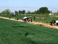 A farmer is spraying pesticide on wheat in Binzhou, China, on April 18, 2024. (