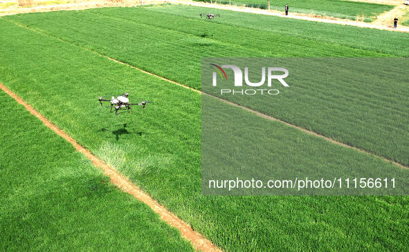 A farmer is spraying pesticide on wheat in Binzhou, China, on April 18, 2024. 