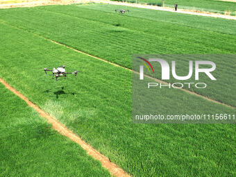 A farmer is spraying pesticide on wheat in Binzhou, China, on April 18, 2024. (