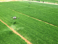 A farmer is spraying pesticide on wheat in Binzhou, China, on April 18, 2024. (