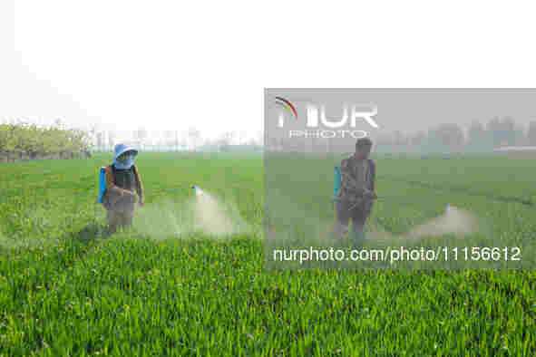 A farmer is spraying pesticide on wheat in Binzhou, China, on April 18, 2024. 