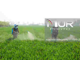 A farmer is spraying pesticide on wheat in Binzhou, China, on April 18, 2024. (