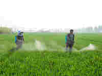 A farmer is spraying pesticide on wheat in Binzhou, China, on April 18, 2024. (