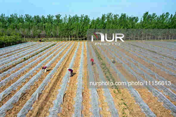 Farmers are managing watermelon seedlings in a field in Binzhou, China, on April 18, 2024. 