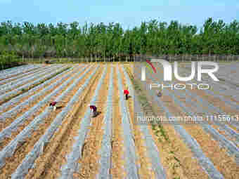 Farmers are managing watermelon seedlings in a field in Binzhou, China, on April 18, 2024. (